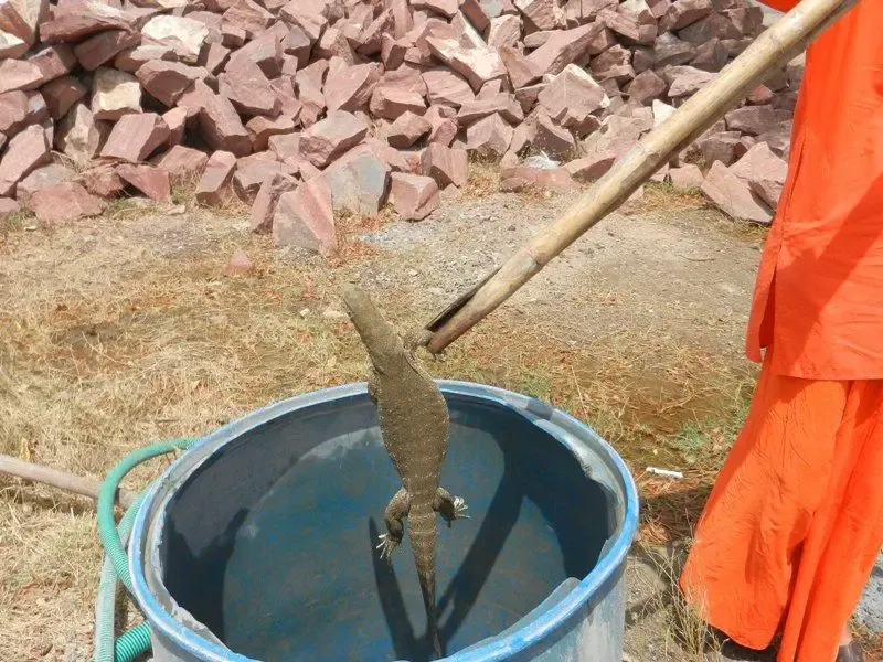 jimmy-the-lizard bodyImage